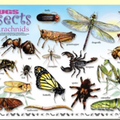 Iris & Rainbow Boutique #H620 The Incredible Placemats New Arrivals